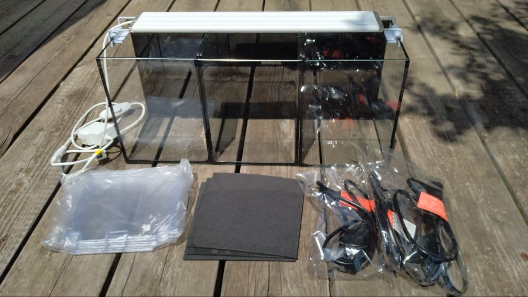 h*3様 ブセファランドラ sp.バンジャルバルダークグリーン【カミハタ2013