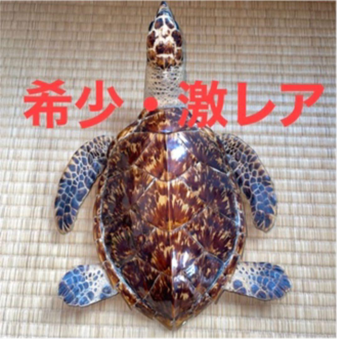 希少・激レア】タイマイ(ウミガメ・海亀)剥製 鼈甲(べっこう・べっ甲) 置物