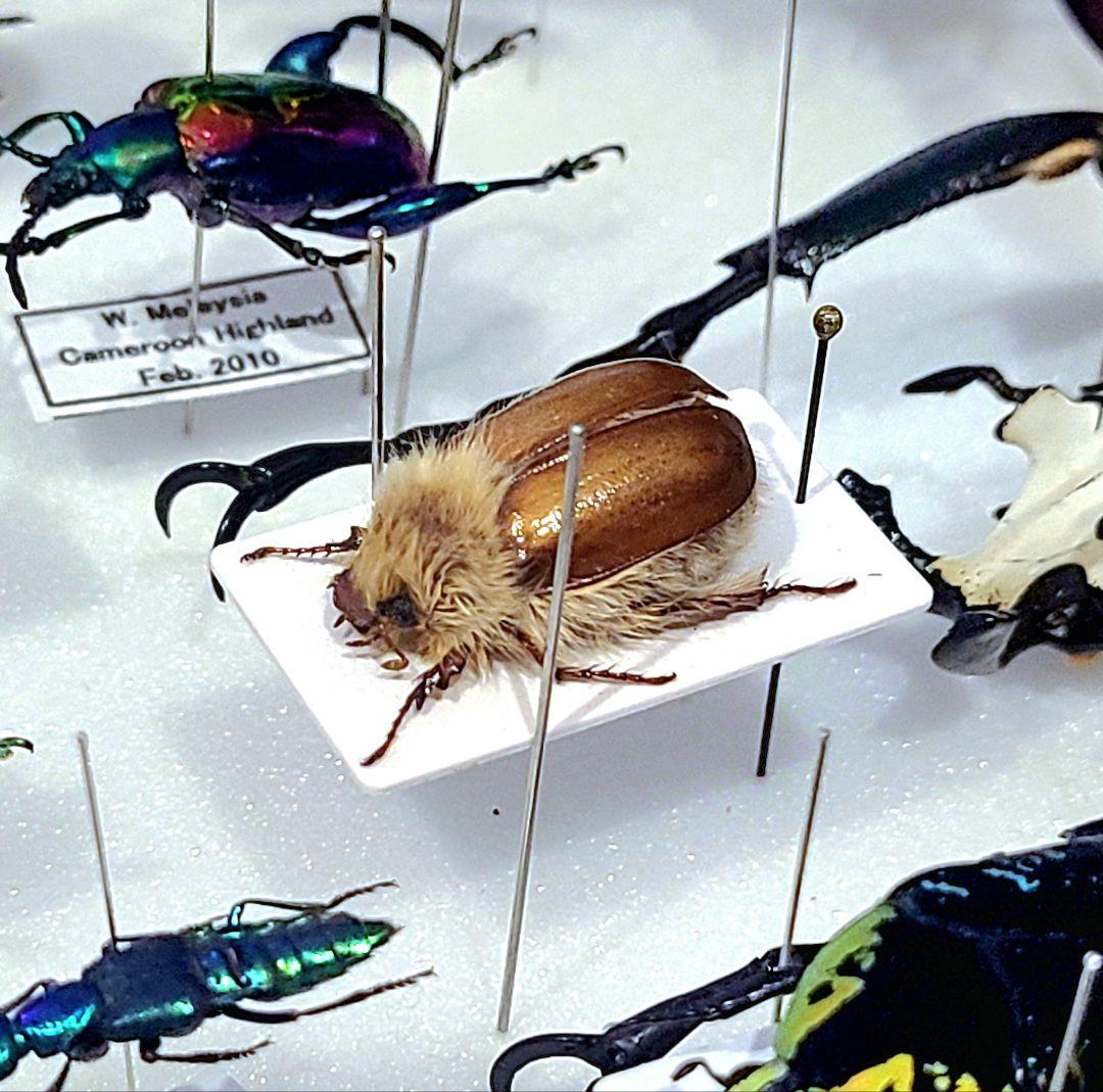 ライオンコガネ 標本 - メルカリ