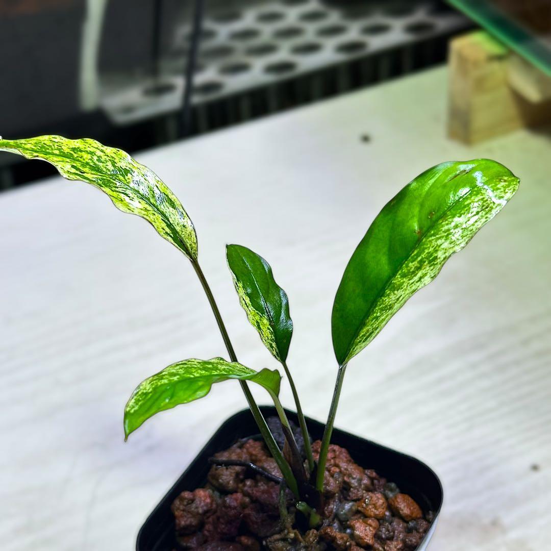 ブセファランドラ（斑入り株）Bucephalandra Pipto ブセファランドラ