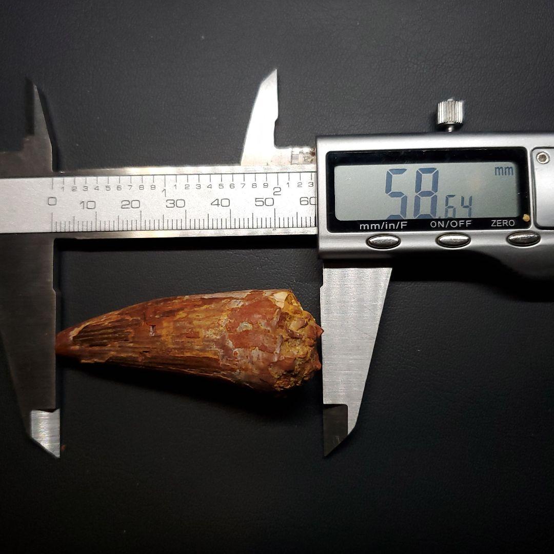 スピノサウルス 本物 モロッコ産 58.64mm  sp462