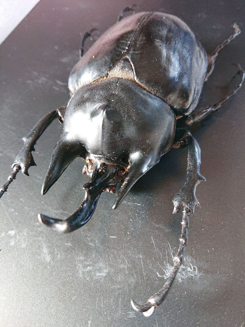 特大【標本】アクティオンゾウカブト