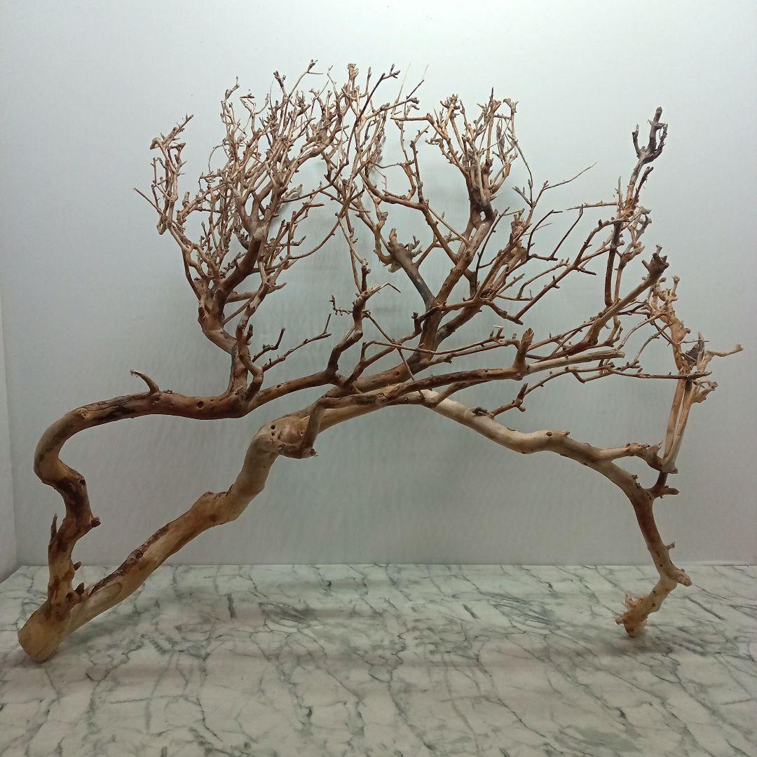 アク抜き済み流木【330】