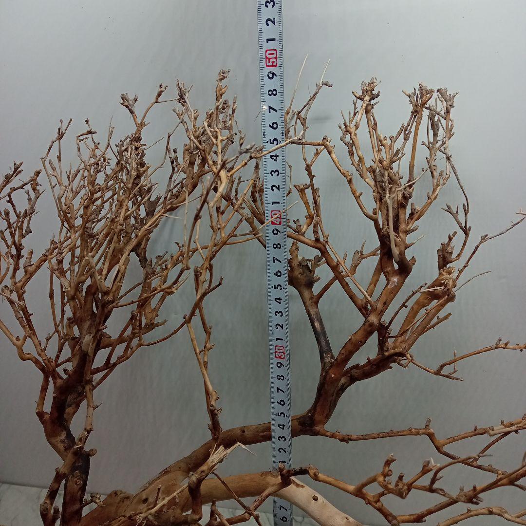 アク抜き済み流木【330】