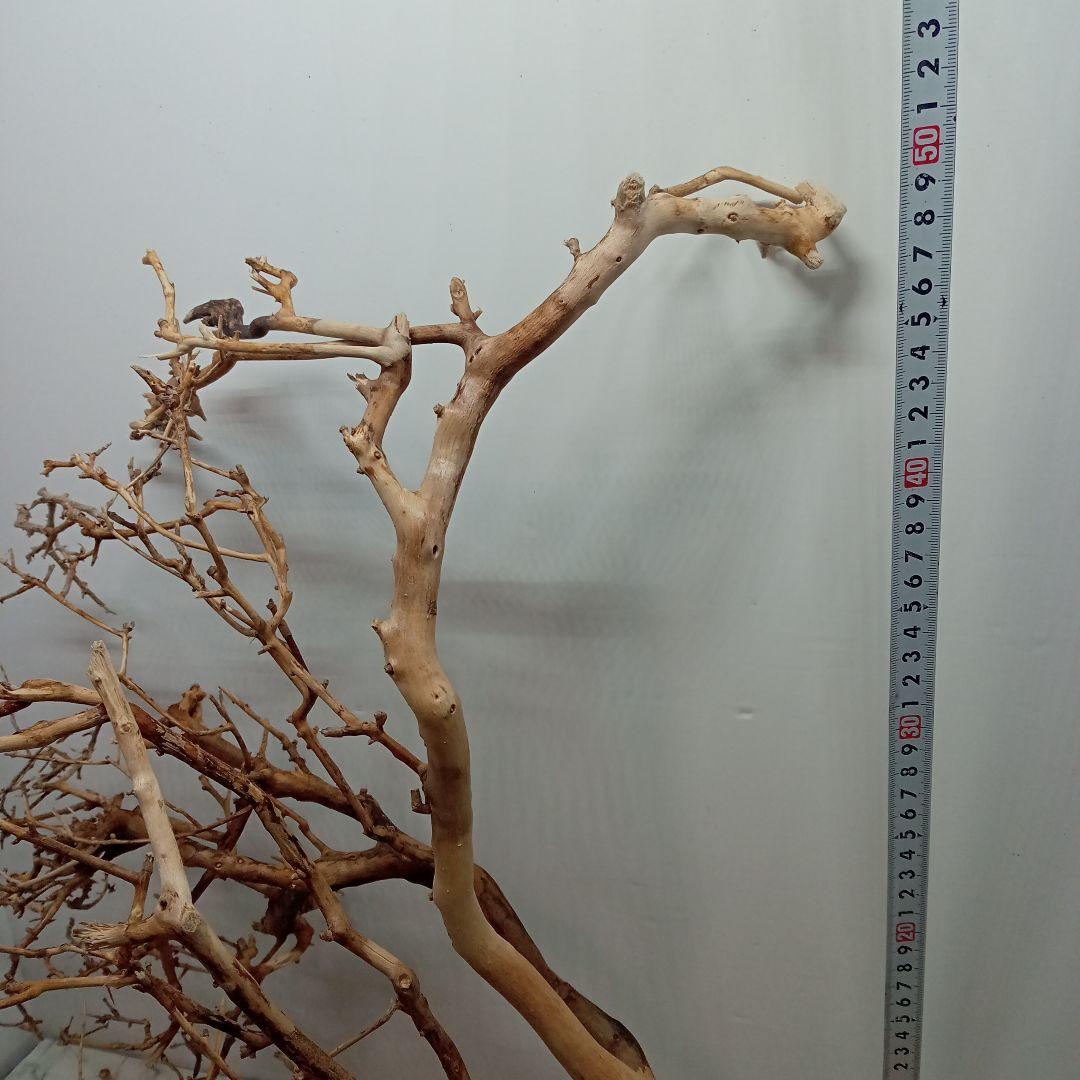 アク抜き済み流木【330】