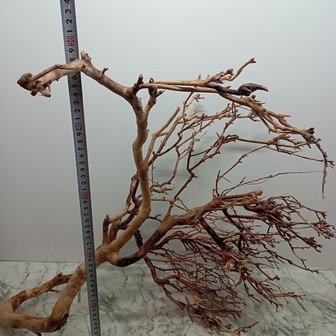 アク抜き済み流木【330】