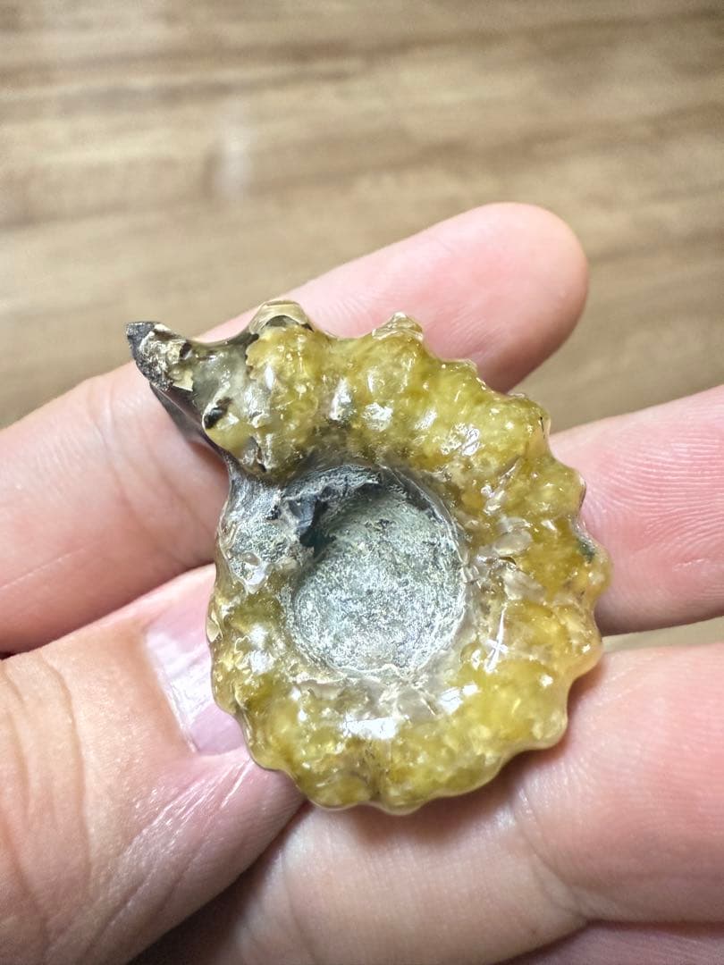 極美品マダガスカルのアンモナイト化石 2点セット 本物保証 希少な共生