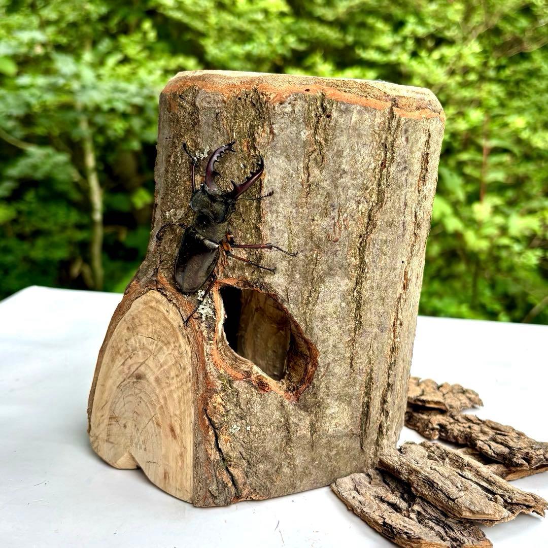 クワリウム 登り木 大型隠れ家 クワガタ シェルター 樹洞加工 止まり木