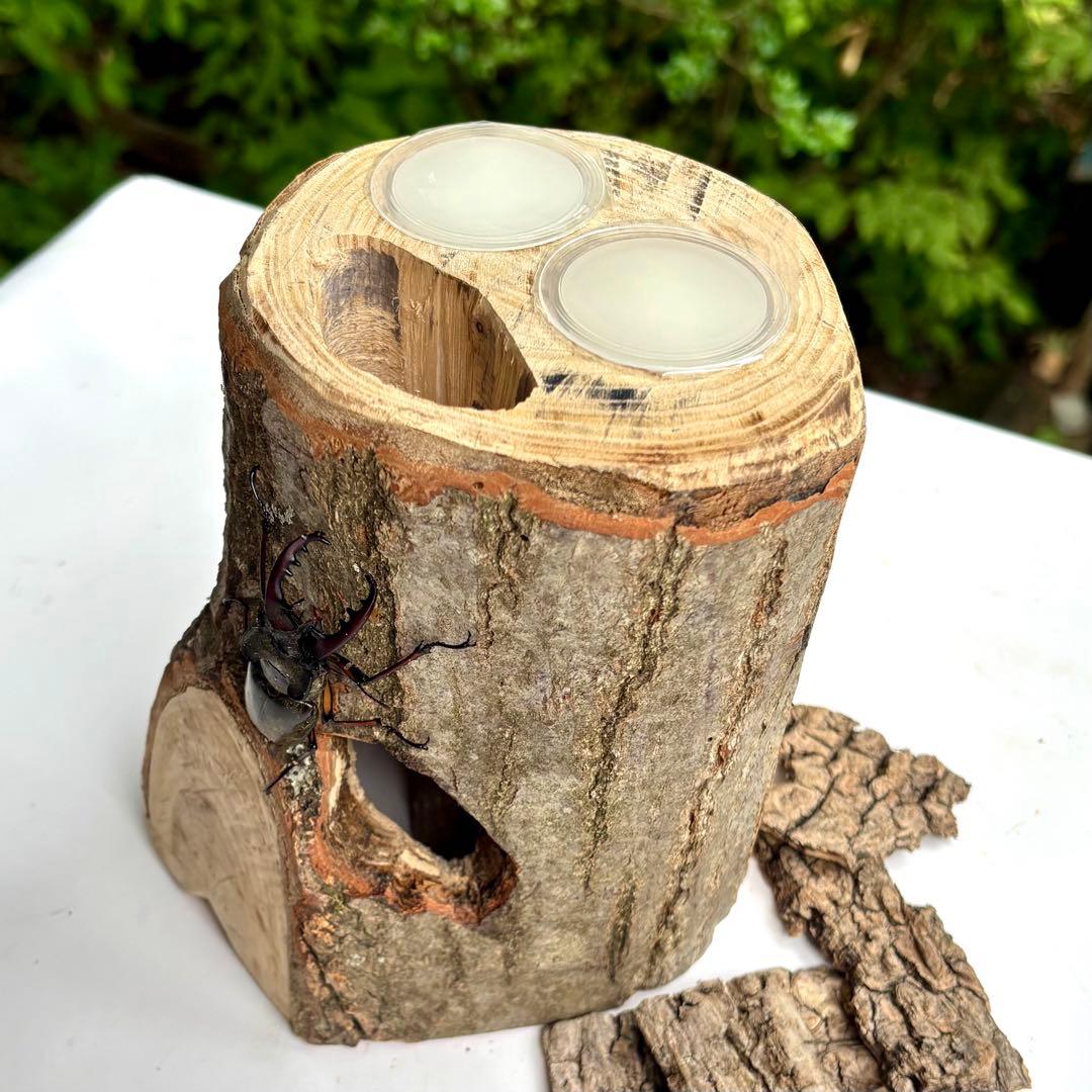 クワリウム 登り木 大型隠れ家 クワガタ シェルター 樹洞加工 止まり木