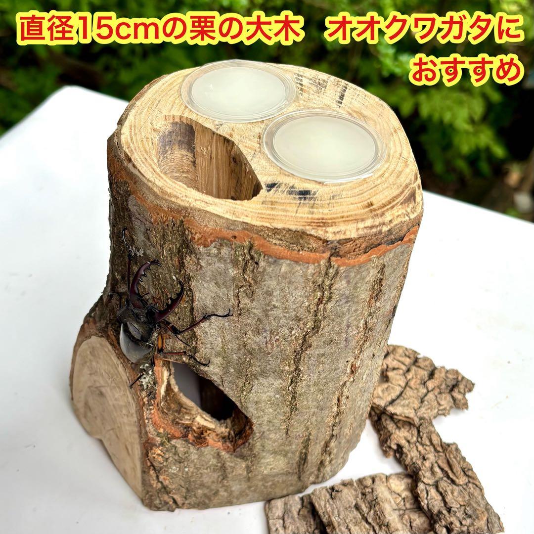 クワリウム 登り木 大型隠れ家 クワガタ シェルター 樹洞加工 止まり木