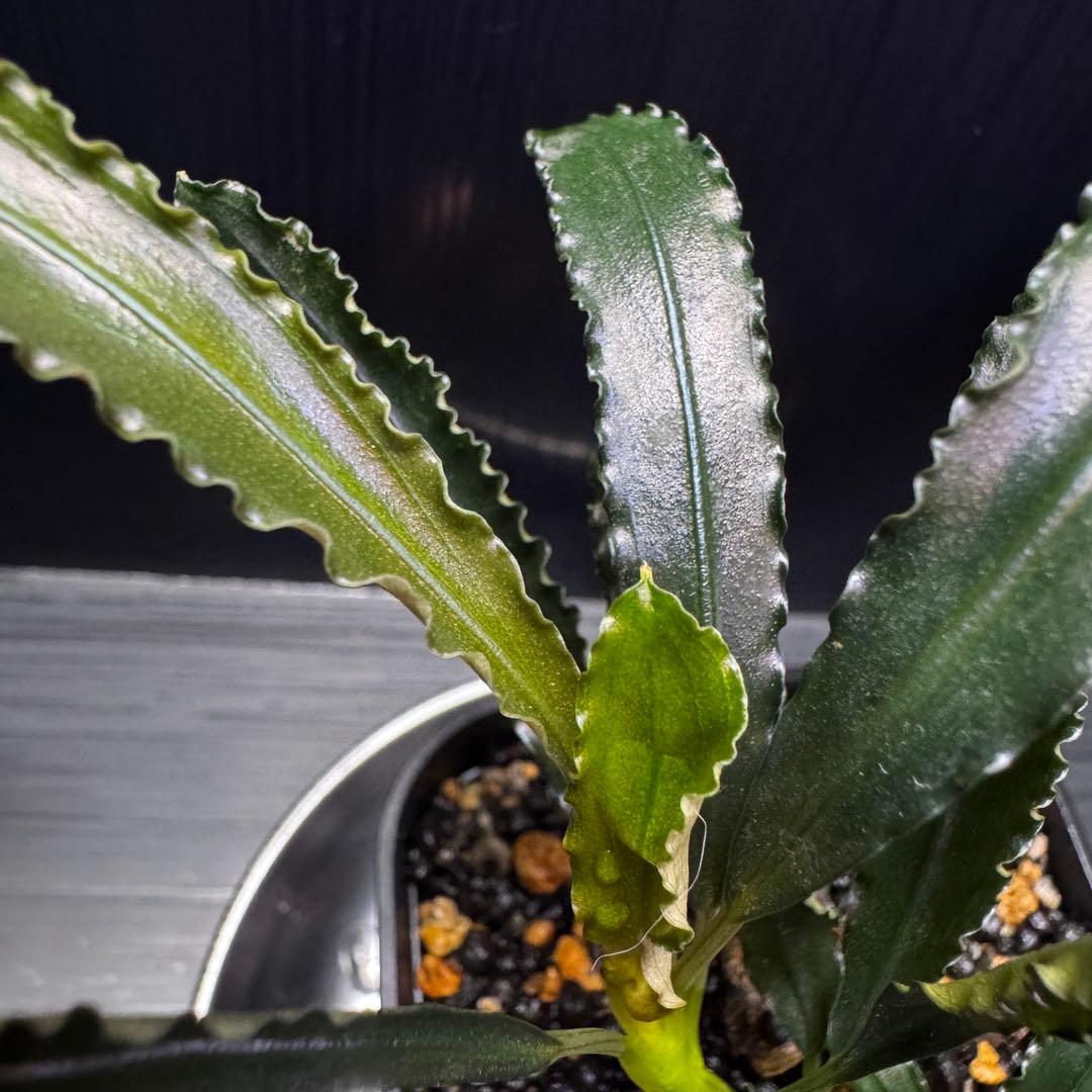 ブセファランドラsp.シンタン カユラピス TYPE2全銀 水上株1ポット［5