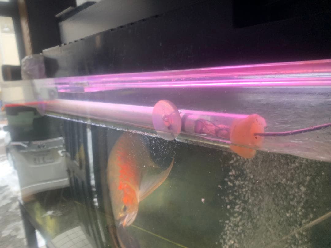アロワナ　テンニング　水中蛍光灯 アロワナライト テンニングライト 水中蛍光灯 アロワナ
