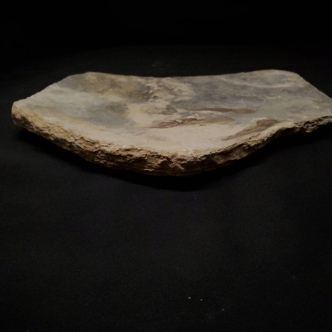 希少 グラレーター 恐竜 足跡 化石 本物 フランス産 230mm fr59