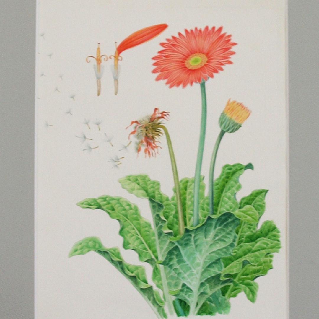 【絵画】ボタニカルアート　「ガーベラ」原画