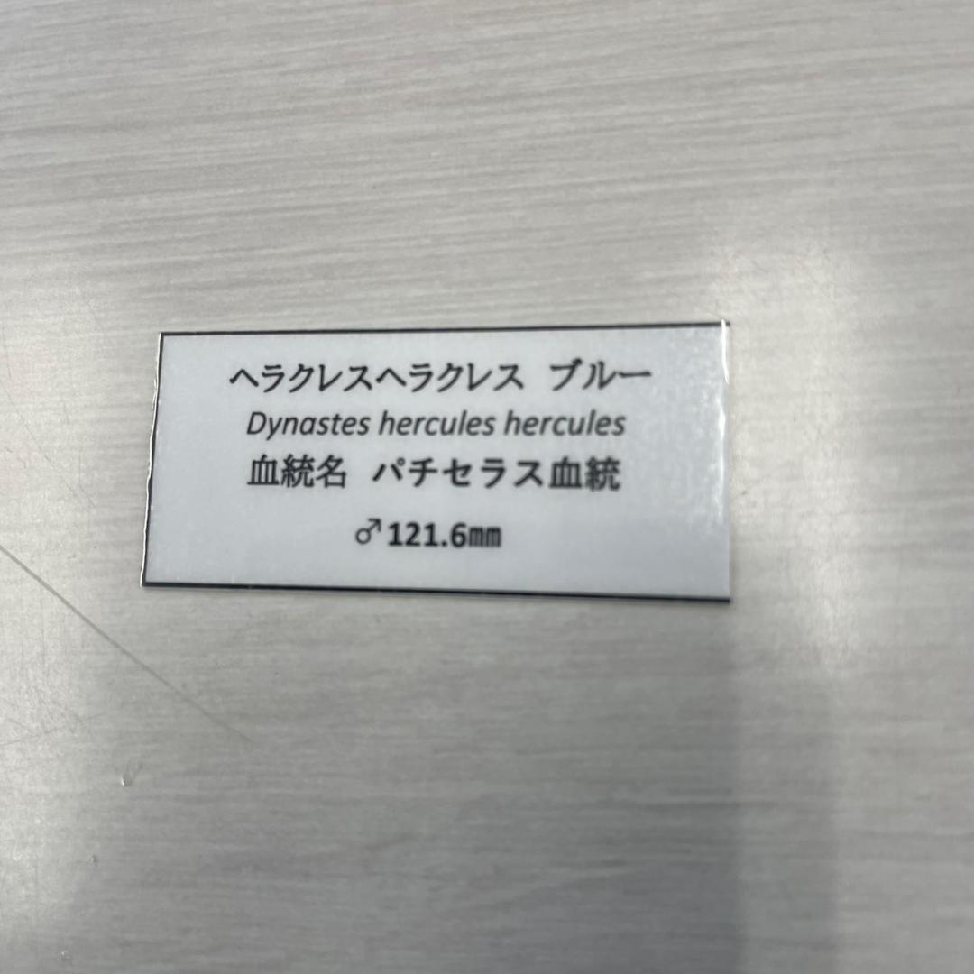 標本　珍ヘラクレスヘラクレス　ブルー　パチセラス血統　カブト