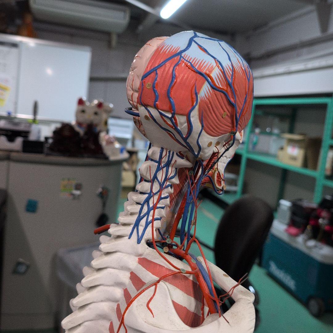 京都科学 骨格付き血液循環系模型