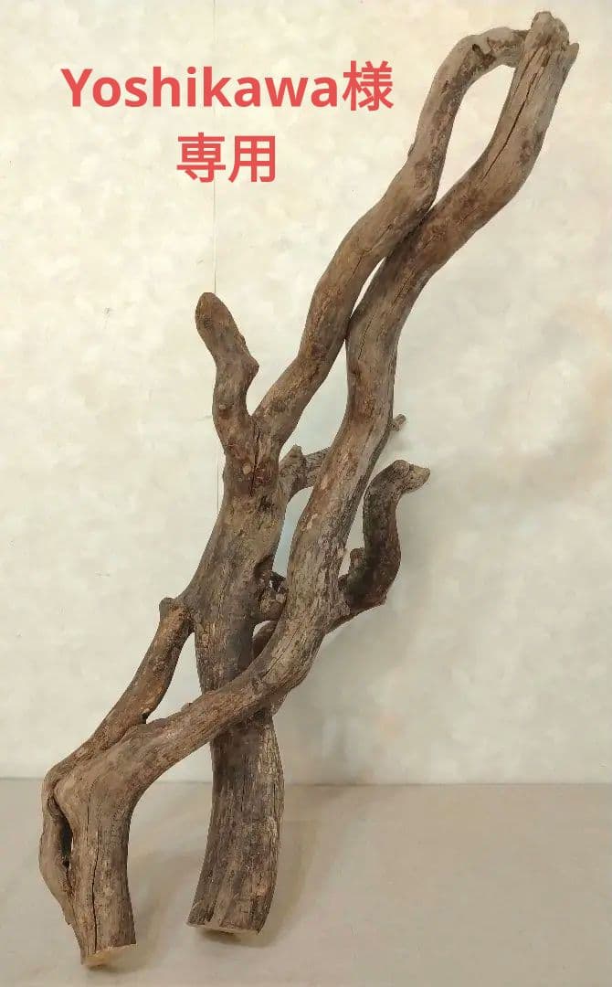 【超希少】アクアリウム・DIY向け 超特大塊根ブランチウッド流木 約80cm アクアリウム・ガーデニング向け 特大塊根ブランチウッド流木（約45cm