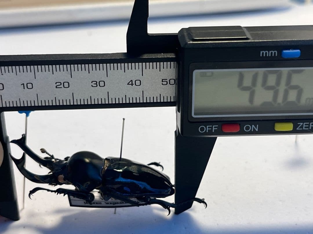 標本】ニジイロクワガタ オウゴンオニクワガタ ピカール血統 ブルー