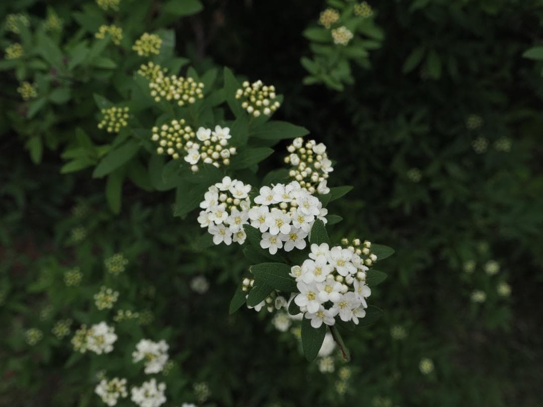 M.ZUIKO DIGITAL ED 9-18mm F4.0-5.6 作例あり