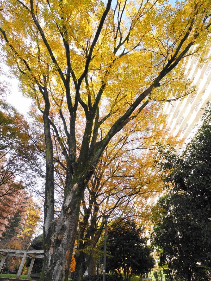 M.ZUIKO DIGITAL ED 9-18mm F4.0-5.6 作例あり