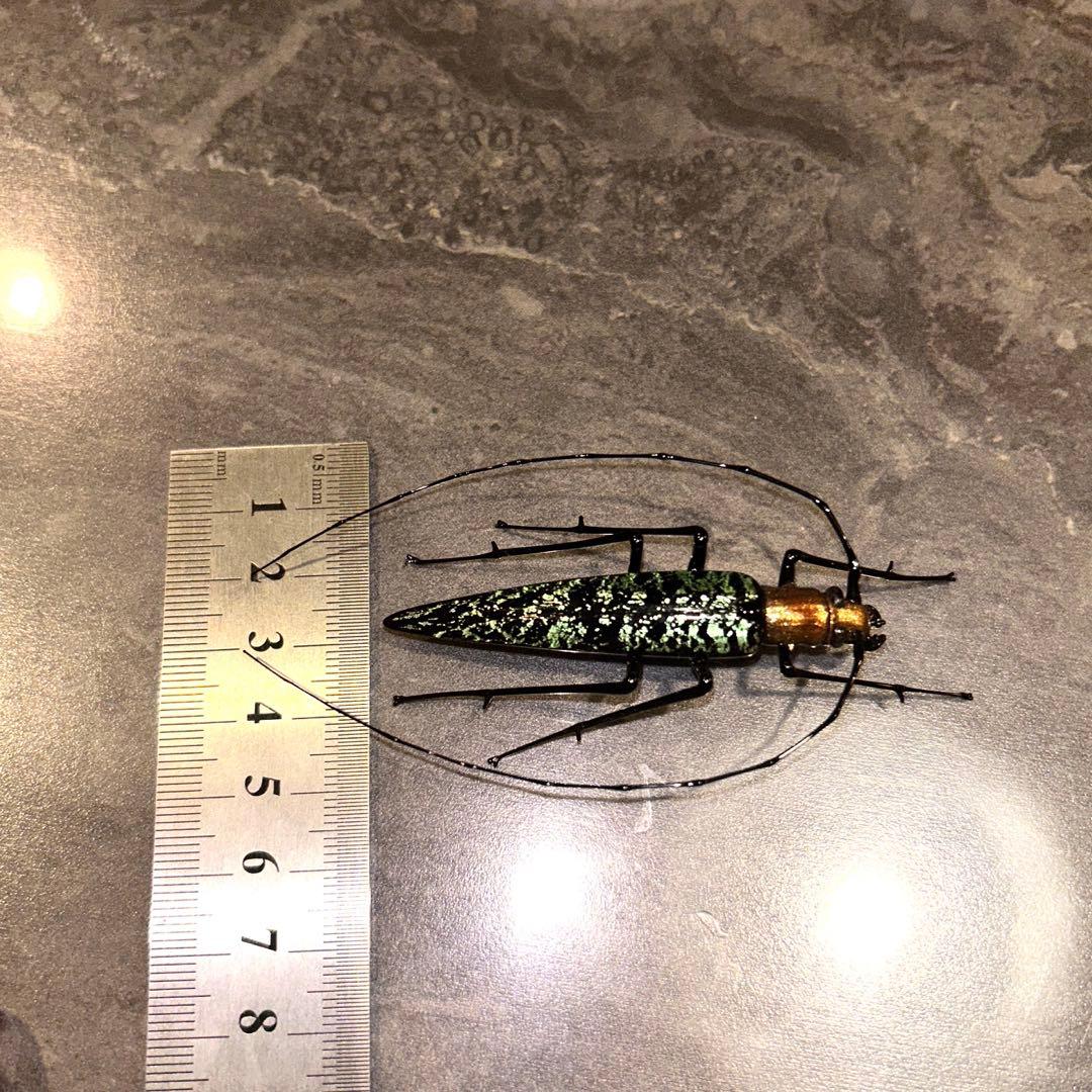 ベネチアングラス カミキリムシ