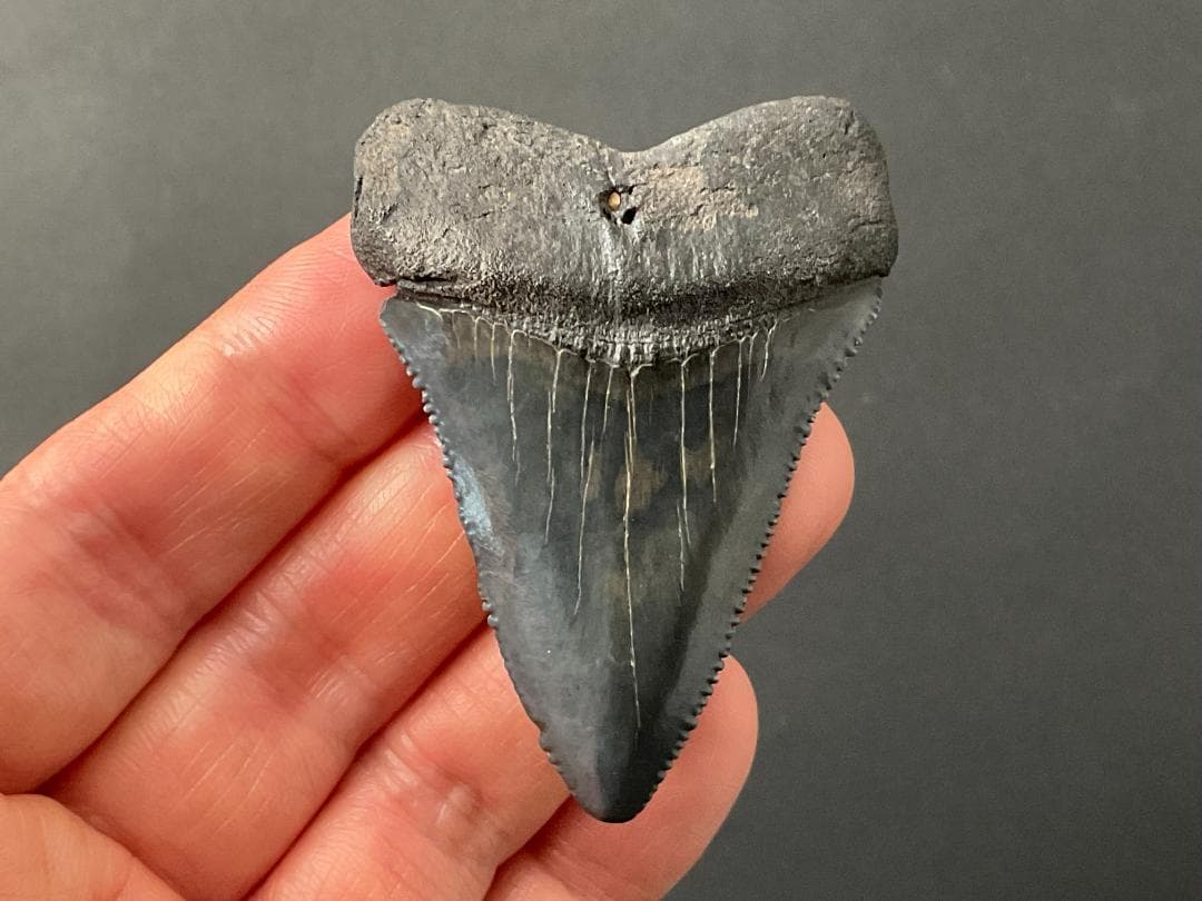 ホホジロザメの歯 [GR222] 化石