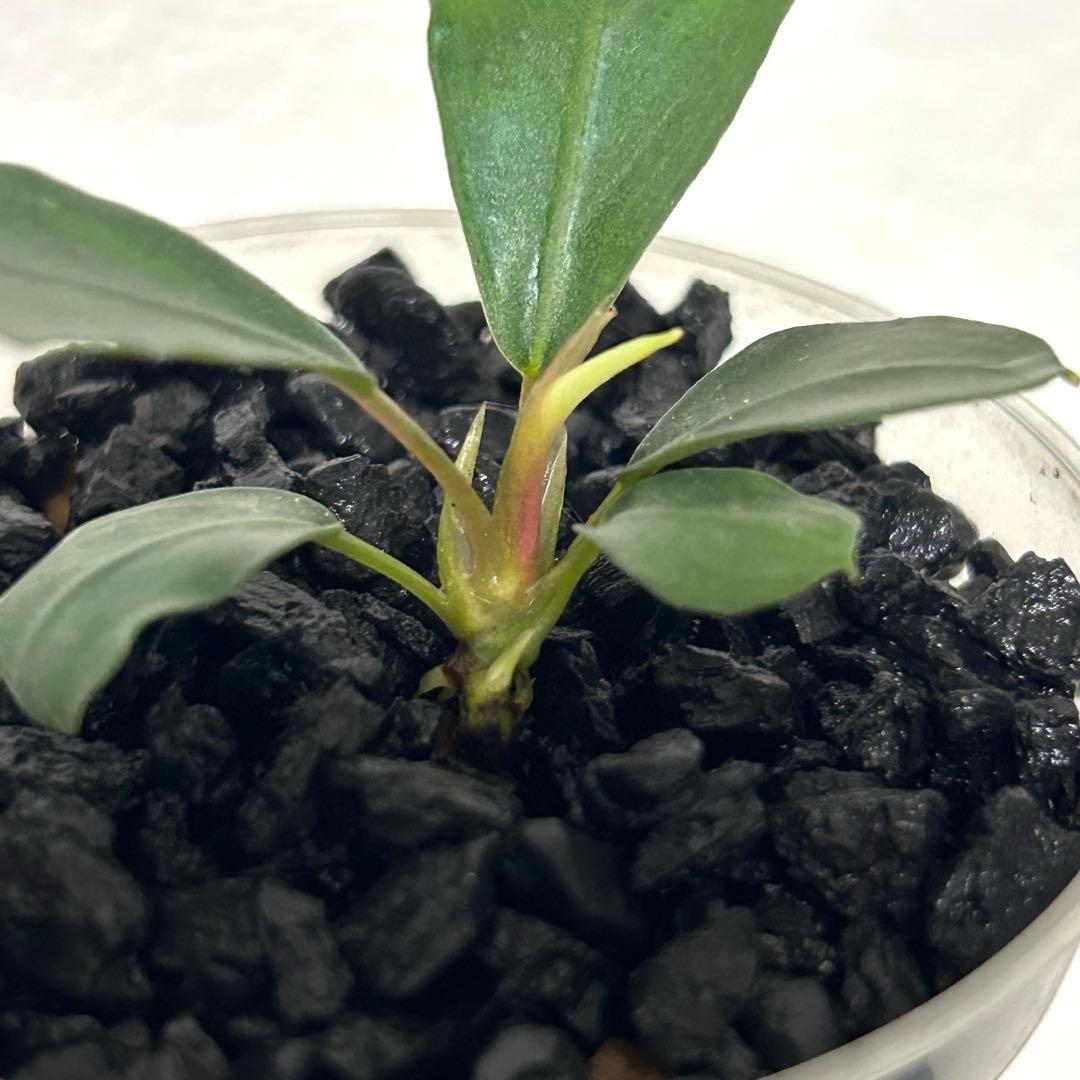 子株】ブセファランドラ パールグレー TB便