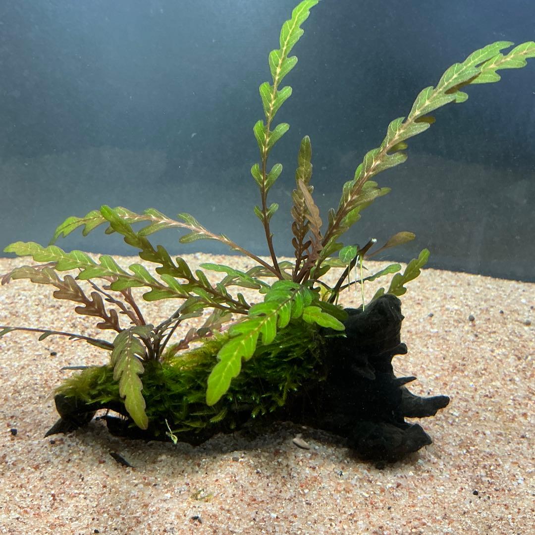 Eagle Desert様 リクエスト 4点 まとめ商品 水草