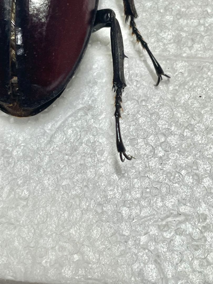 ドンキエルコクワガタ (赤ドンキ) 70mm標本