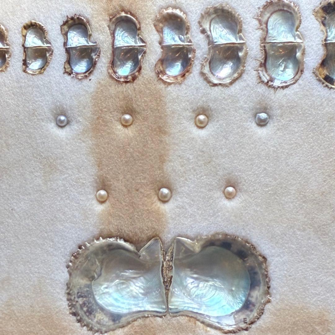 真珠貝 真珠 パール ツインパール 標本 インテリアアンティーク - メルカリ