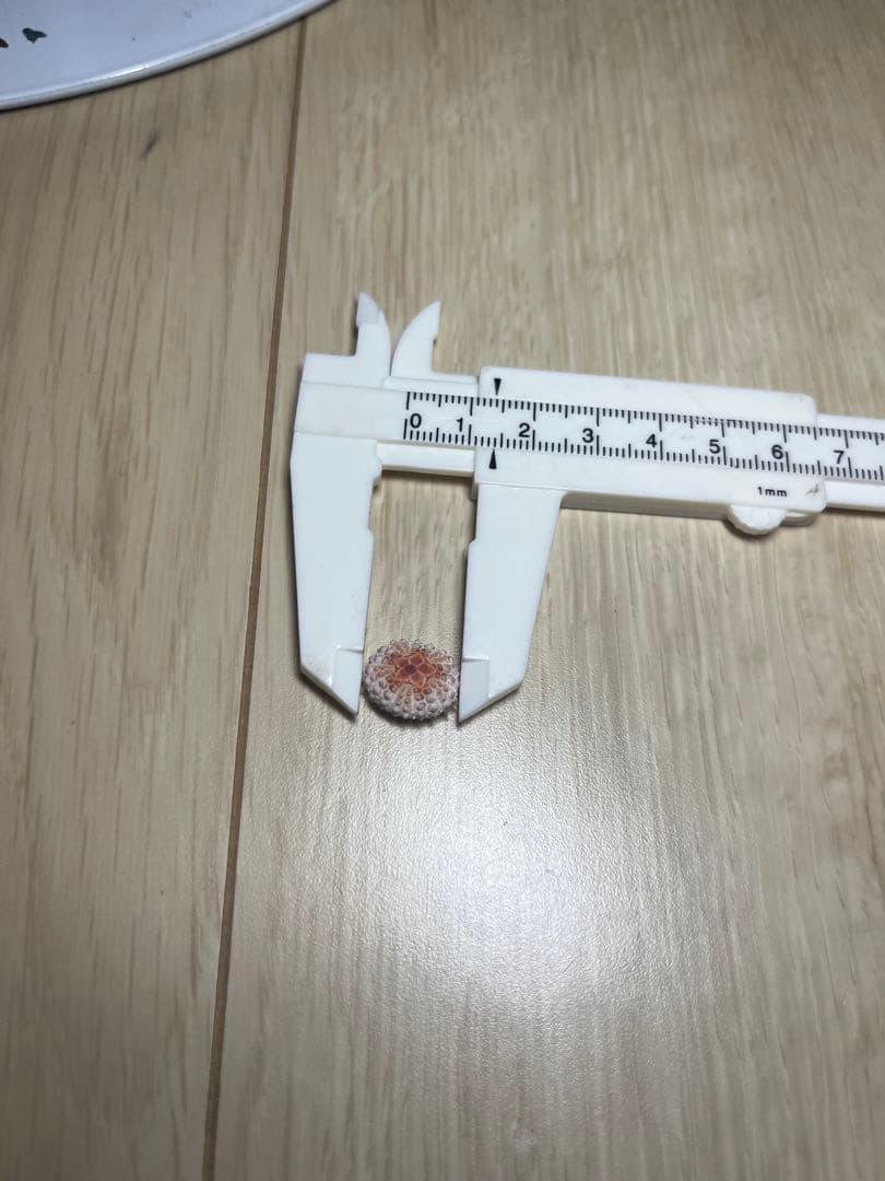 ティーダナガウニモドキ 殻 ティーダナガウニモドキ有棘標本ウニ殻