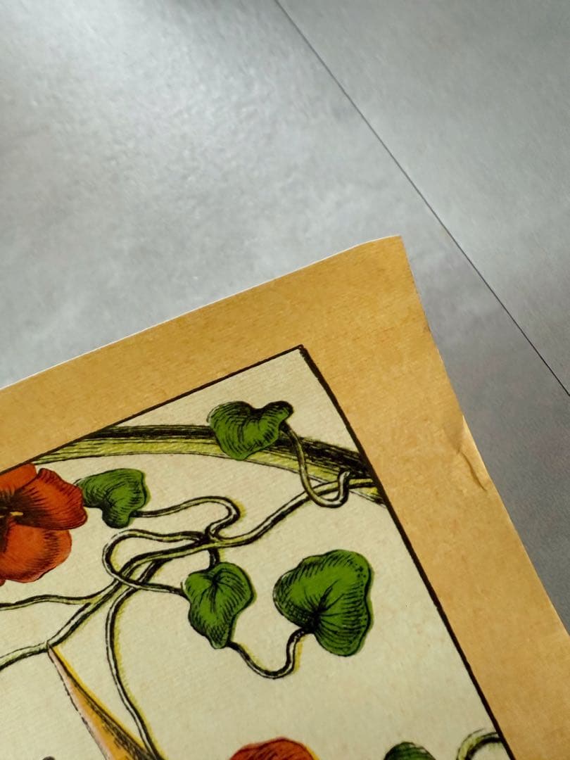 古着 ビンテージ USA きのこ 植物図鑑 サイケデリック ポスター 希少