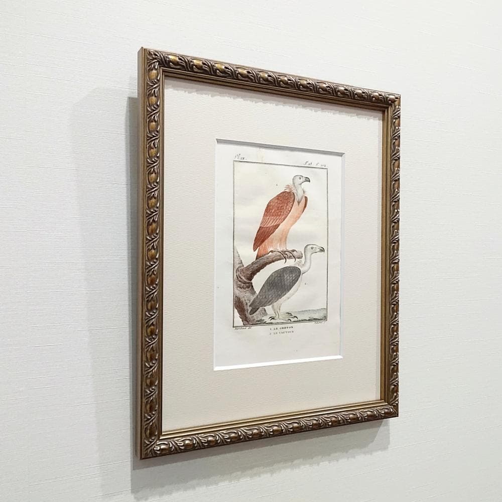 シロエリハゲワシとハゲタカの博物図版 アンティーク 版画 フランス