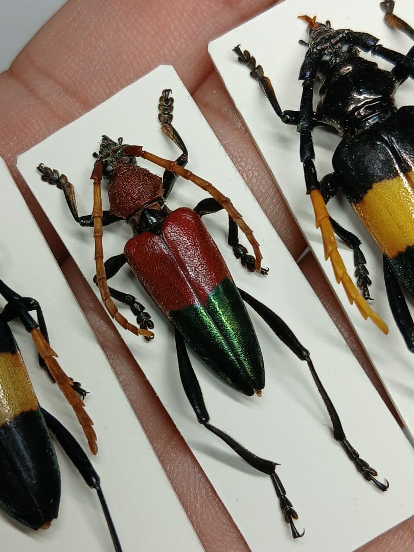 海外産標本｜マレーシア産 カミキリムシ 昆虫標本 - メルカリ