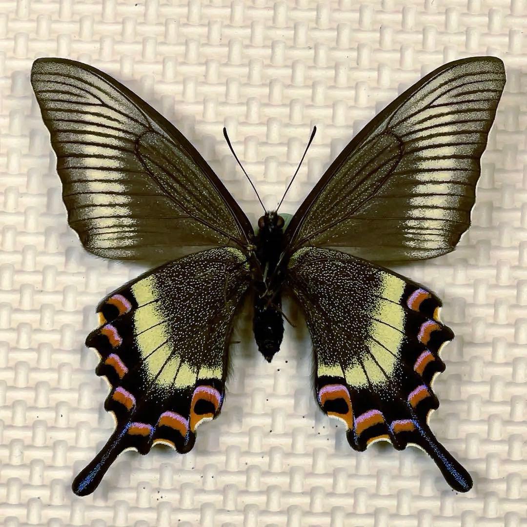 蝶標本 美麗ミヤマカラスアゲハ春型♀北海道産 飼育品 簡易標本箱入り