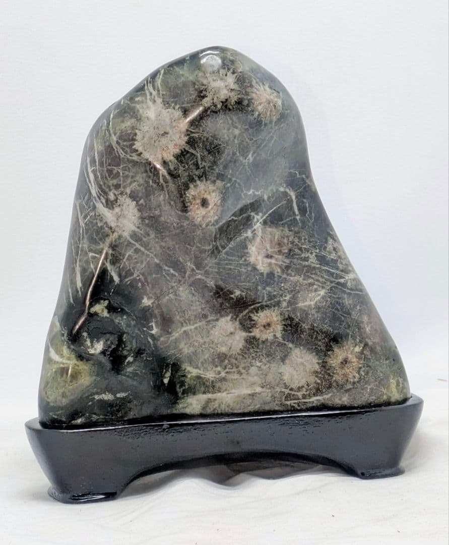 菊花石 モスグリーン母岩に珍しい花17輪ほど 根尾 鑑賞石 水石