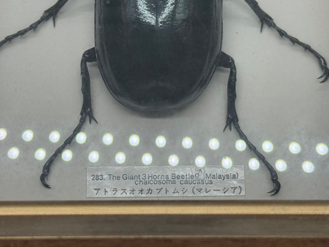 カブトムシ 昆虫標本 額装 送料込み251211