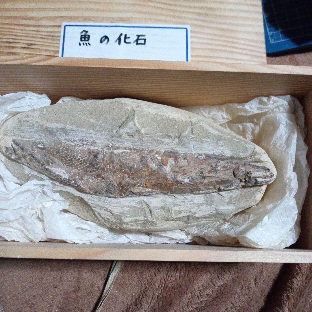 魚の化石 有名な「魚の中の魚」の化石。巨大なキシファクティヌスが、死ぬ前に
