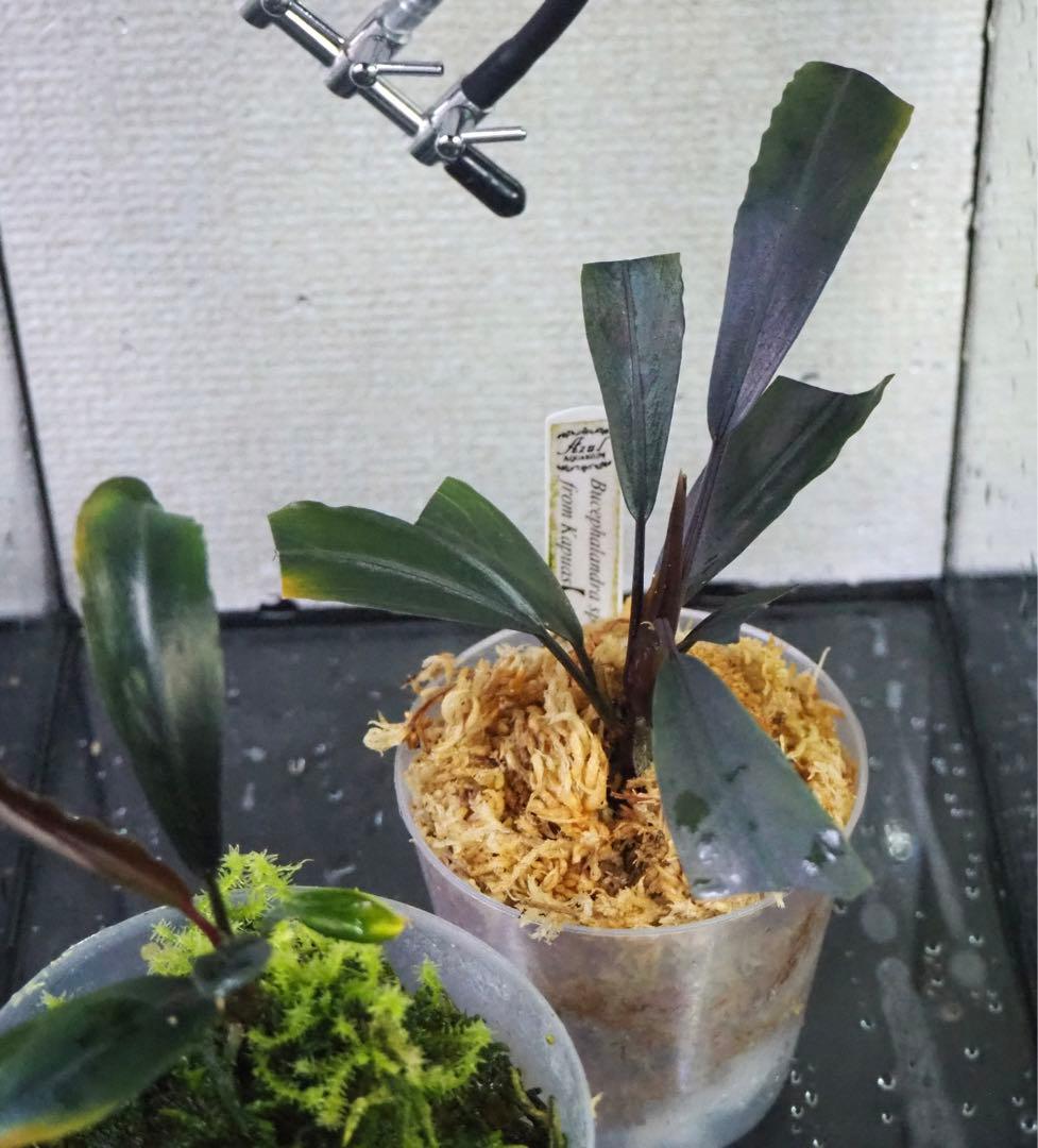 MTW-6351 蔦流木1点物 アーチ流木 90cm水槽用流木 アクアリウム MTW-6351