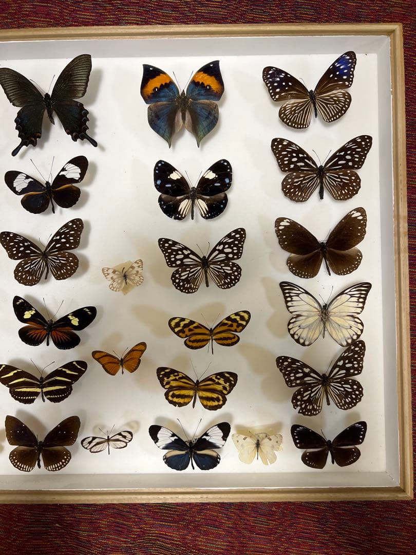 蝶標本 希少標本ガラスドイツ木箱現状品のみ41x50x6cm現状品のみ2