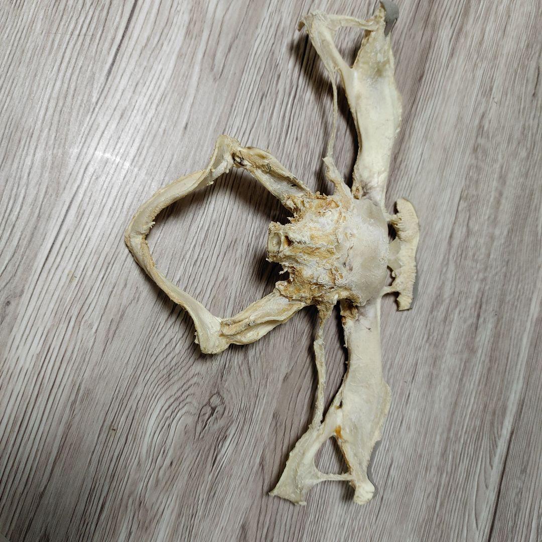 シュモクザメ　アゴ　標本