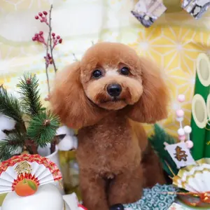 イケメンヴィラン ヴィクトル 缶バッジ カード 2nd anniversary - メルカリ