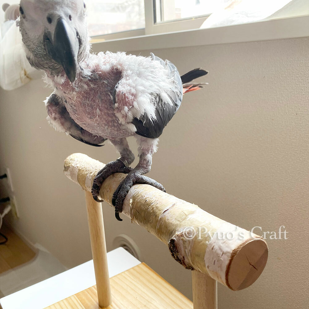 大型インコ用 止まり木スタンド 太さ4cm~ (LLサイズ) - Pyuo's craft