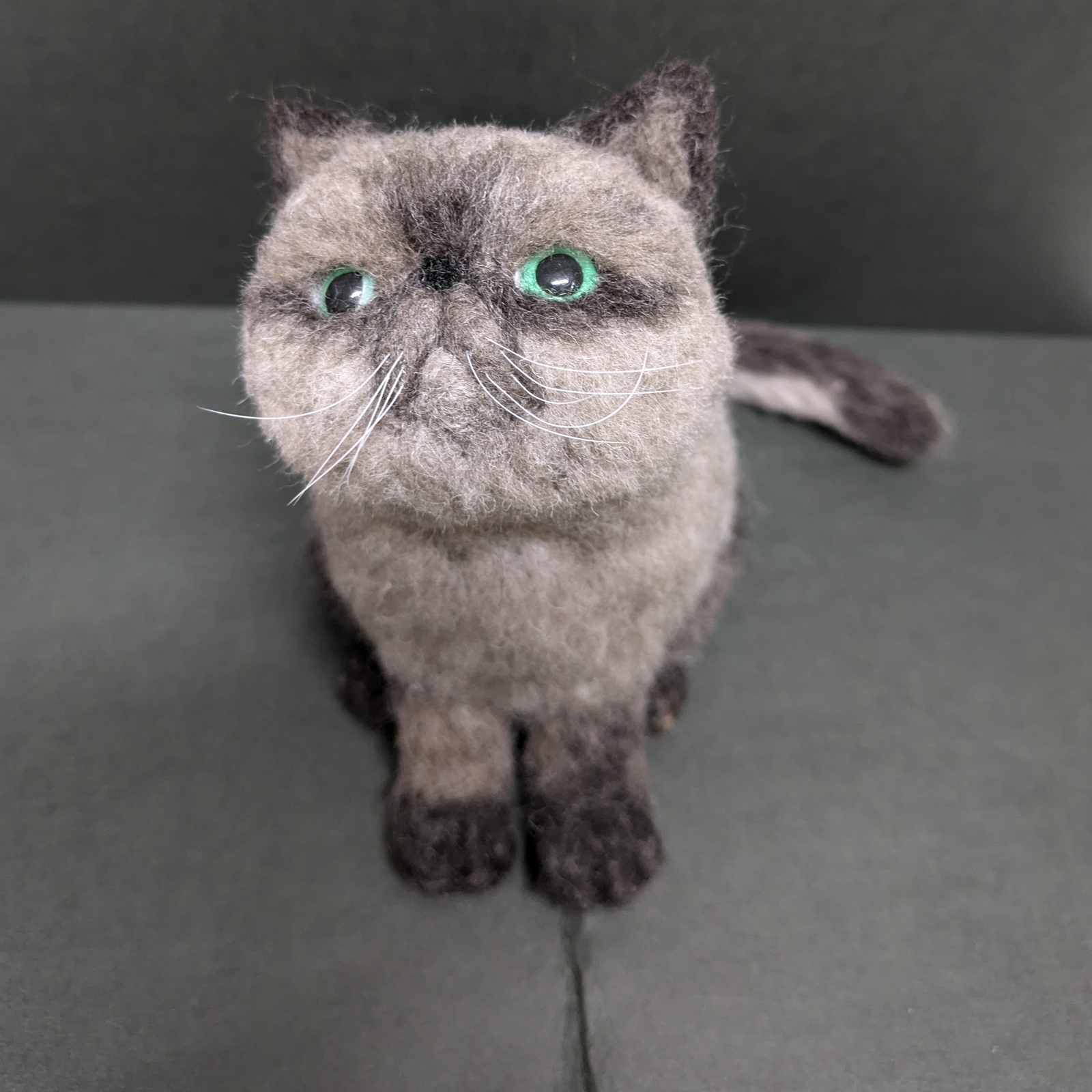 エキゾチックショートヘア - フェルトの人気通販 | minne byGMOペパボ