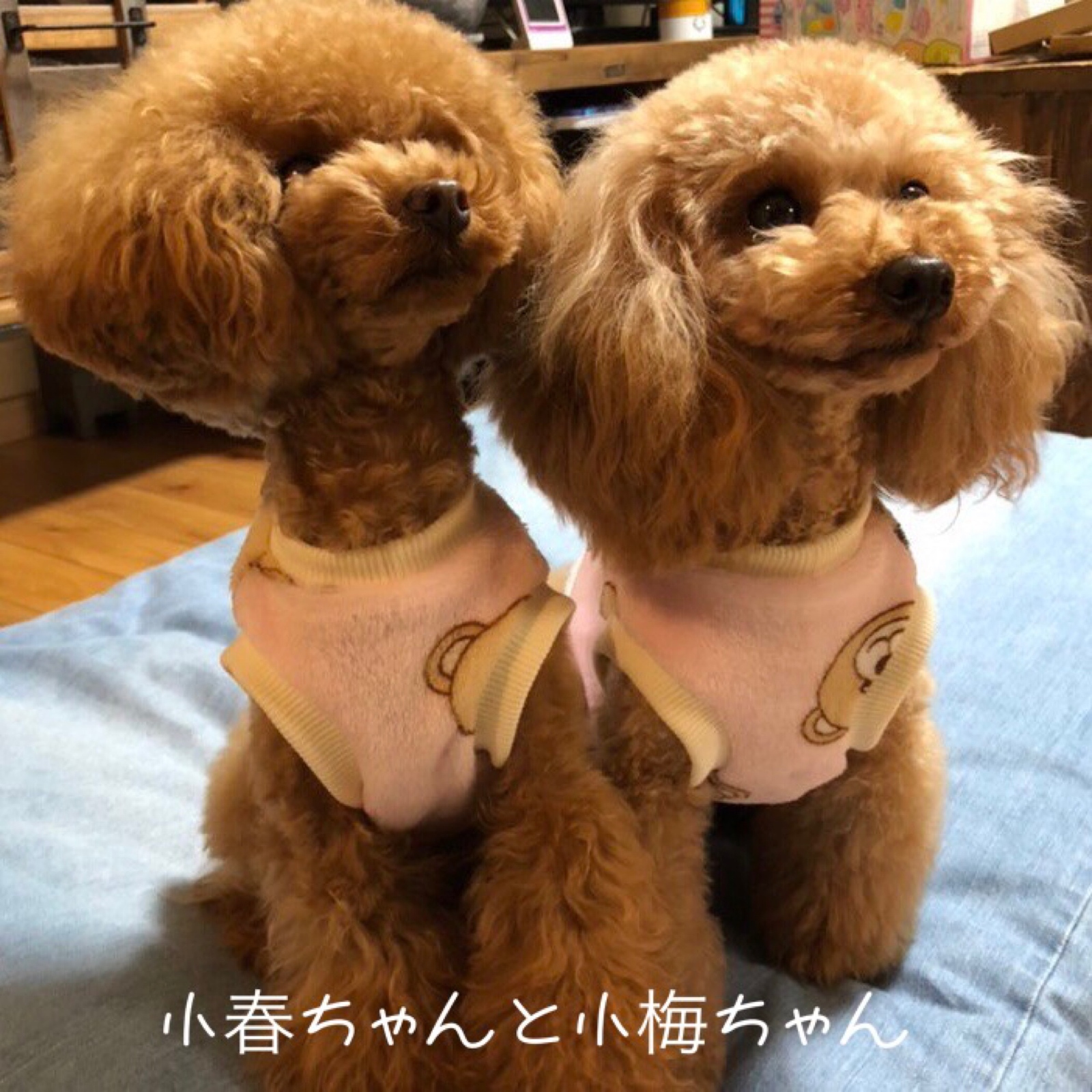 犬服】もこもこマイクロファータンク🧸サイズオーダー＆名入れ可