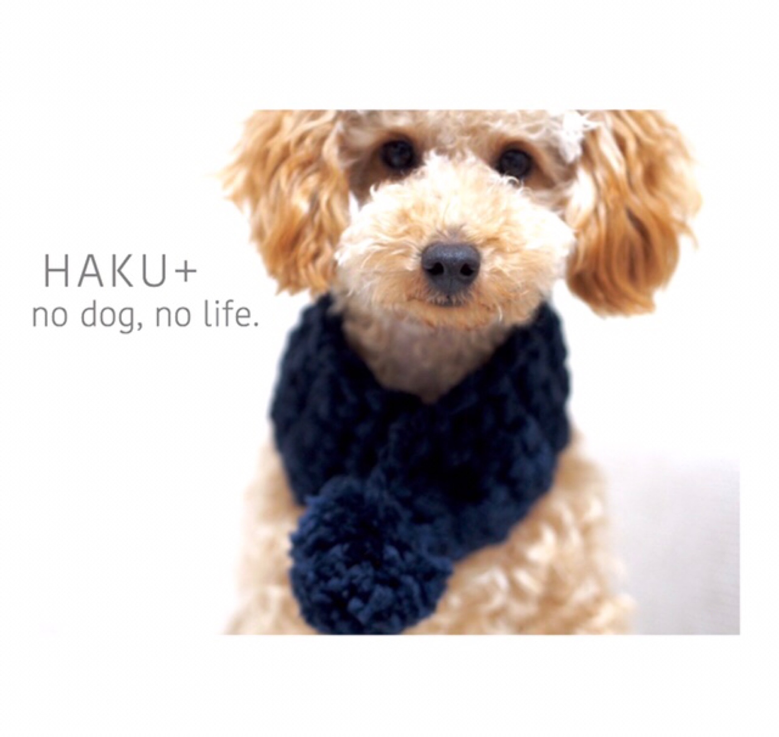 犬用マフラー - HAKU +.'S GALLERY | minne byGMOペパボ 国内最大級の