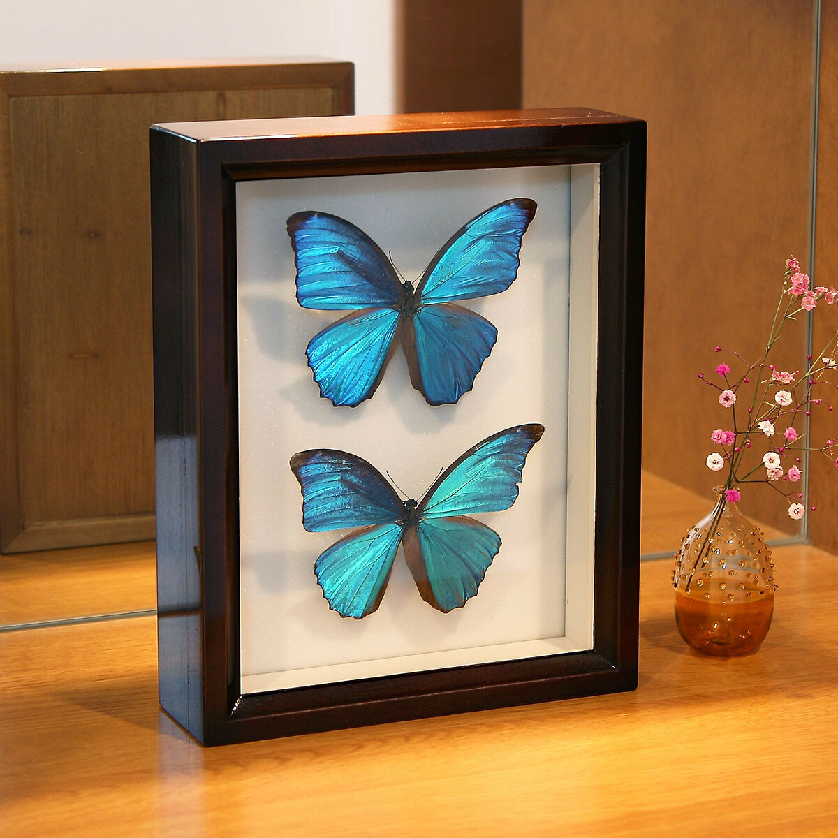 中型標本箱 2箱 【公式通販】