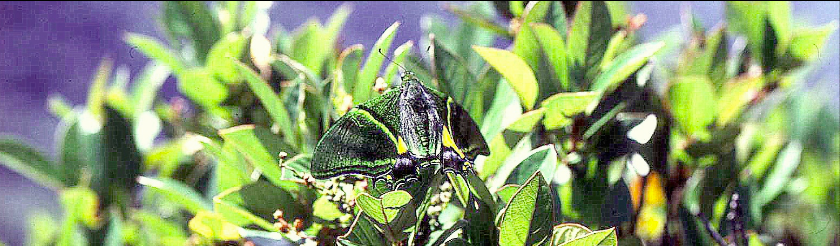 飼育品】シナギフチョウ（1メス、四川省）