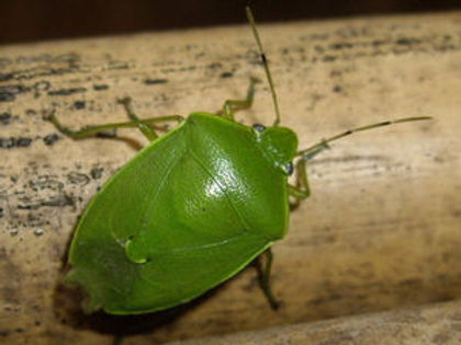 マダガスカル産 カメムシ 13mmマダガスカル産 カメムシ 13mm