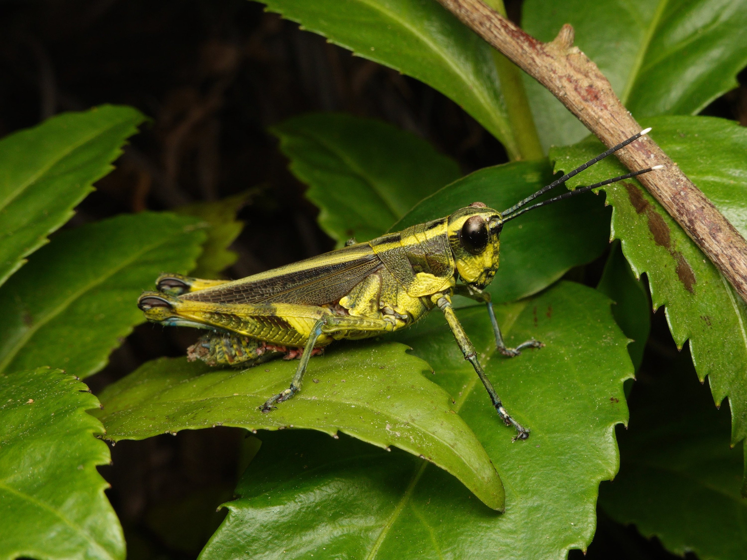 パピリオブッダ（1オス、インド・ニルギリ産） 【公式通販】
